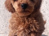 İzmir 4 Aylık Erkek Toy Poodle