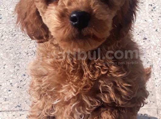 İzmir 4 Aylık Erkek Toy Poodle