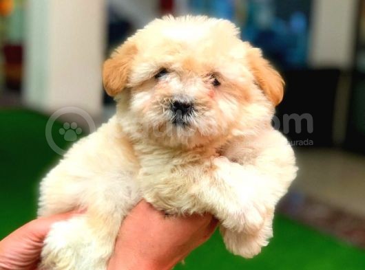 2 Aylik Erkek Malti̇poo