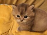 Ankara Golden Tabby British Shorthair Ve Scottish Fold Yavrular