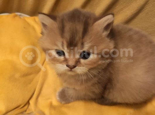 Ankara Golden Tabby British Shorthair Ve Scottish Fold Yavrular görsel