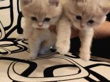 Ankara Golden Tabby British Shorthair Ve Scottish Fold Yavrular