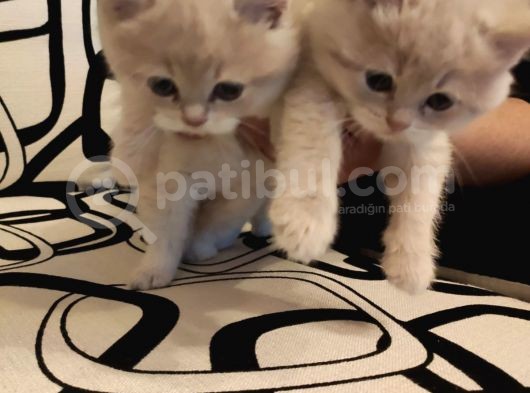 Ankara Golden Tabby British Shorthair Ve Scottish Fold Yavrular görsel