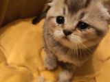 Ankara Golden Tabby British Shorthair Ve Scottish Fold Yavrular