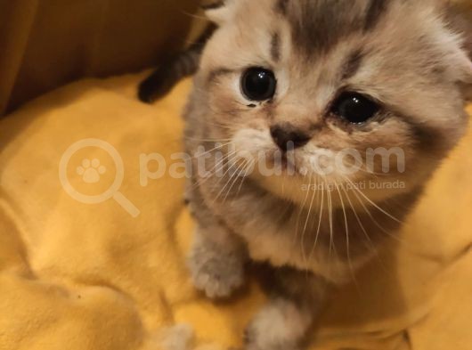 Ankara Golden Tabby British Shorthair Ve Scottish Fold Yavrular görsel