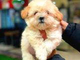 2 Aylik Erkek Malti̇poo
