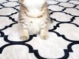 İlk Yavrular Safkan British Shorthair
