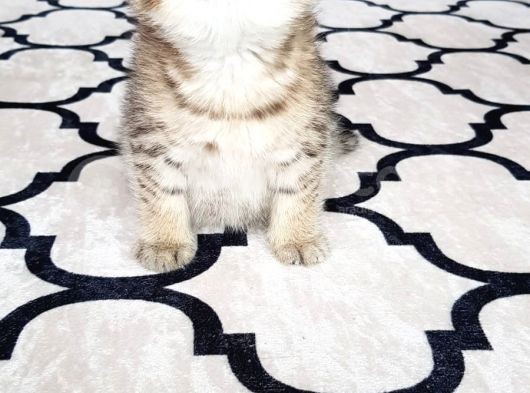 İlk Yavrular Safkan British Shorthair görsel