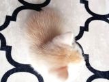 İlk Yavrular Safkan British Shorthair