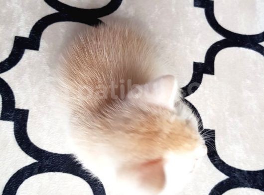 İlk Yavrular Safkan British Shorthair görsel