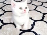 İlk Yavrular Safkan British Shorthair
