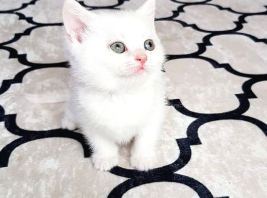 İlk Yavrular Safkan British Shorthair görsel