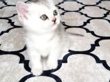 İlk Yavrular Safkan British Shorthair