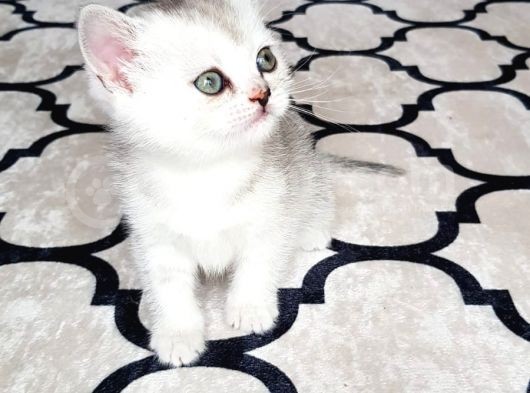 İlk Yavrular Safkan British Shorthair görsel