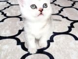 İlk Yavrular Safkan British Shorthair