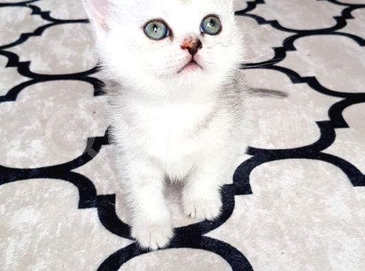 İlk Yavrular Safkan British Shorthair görsel