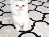 İlk Yavrular Safkan British Shorthair