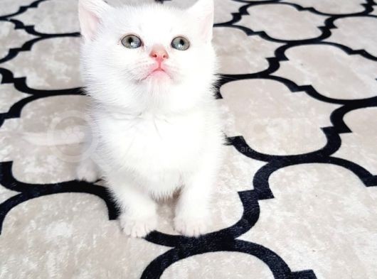 İlk Yavrular Safkan British Shorthair