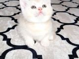 İlk Yavrular Safkan British Shorthair