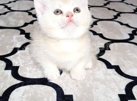 İlk Yavrular Safkan British Shorthair görsel