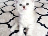İlk Yavrular Safkan British Shorthair
