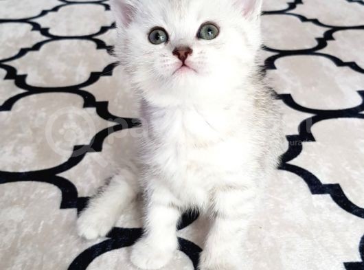 İlk Yavrular Safkan British Shorthair görsel