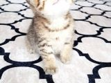 İlk Yavrular Safkan British Shorthair