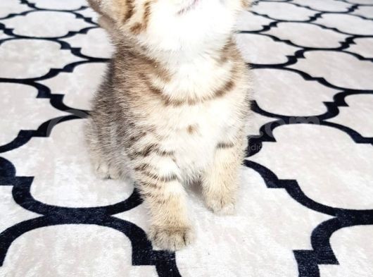 İlk Yavrular Safkan British Shorthair görsel