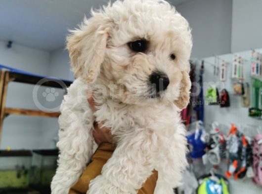 Bursa Maltipoo Küçük Kızım görsel