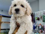 Bursa Maltipoo Küçük Kızım