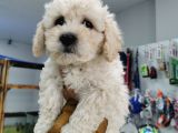 Bursa Maltipoo Küçük Kızım