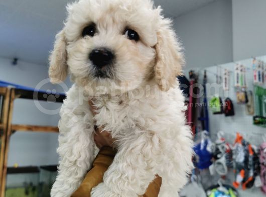 Bursa Maltipoo Küçük Kızım