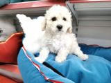 Poodle Değil Maltipo