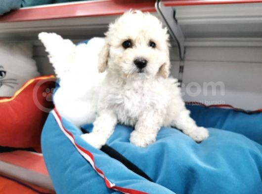 Poodle Değil Maltipo görsel