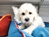Poodle Değil Maltipo