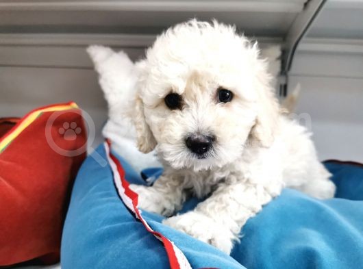 Poodle Değil Maltipo