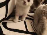 Ankara Golden Tabby British Shorthair Ve Scottish Fold Yavrular
