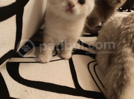 Ankara Golden Tabby British Shorthair Ve Scottish Fold Yavrular görsel