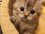 Ankara Golden Tabby British Shorthair Ve Scottish Fold Yavrular