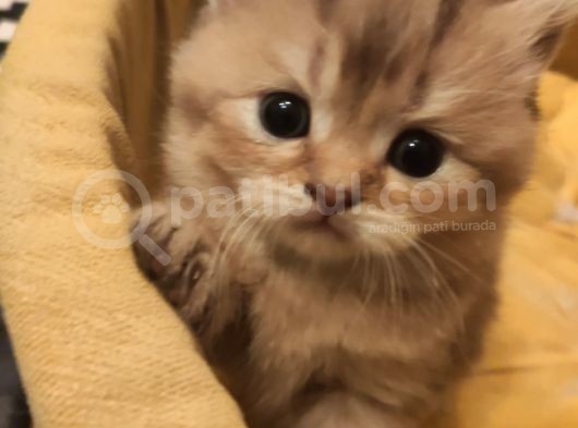 Ankara Golden Tabby British Shorthair Ve Scottish Fold Yavrular görsel