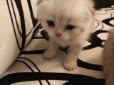 Ankara Golden Tabby British Shorthair Ve Scottish Fold Yavrular