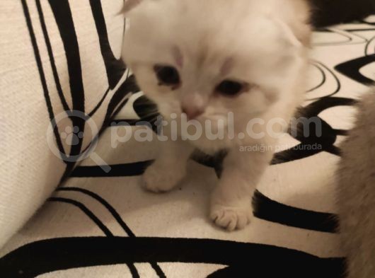 Ankara Golden Tabby British Shorthair Ve Scottish Fold Yavrular görsel