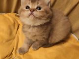 Ankara Golden Tabby British Shorthair Ve Scottish Fold Yavrular