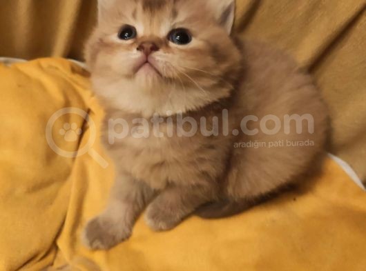 Ankara Golden Tabby British Shorthair Ve Scottish Fold Yavrular görsel