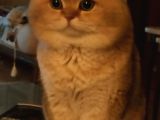 Ankara Golden Tabby British Shorthair Ve Scottish Fold Yavrular