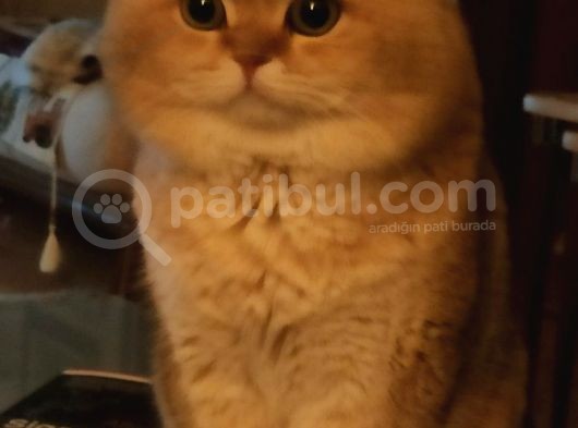 Ankara Golden Tabby British Shorthair Ve Scottish Fold Yavrular görsel