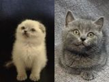 Bluepoint Scottish Fold Ve Gri British Shorthair