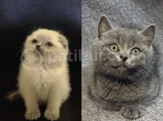 Bluepoint Scottish Fold Ve Gri British Shorthair