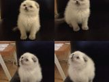 Bluepoint Scottish Fold Ve Gri British Shorthair