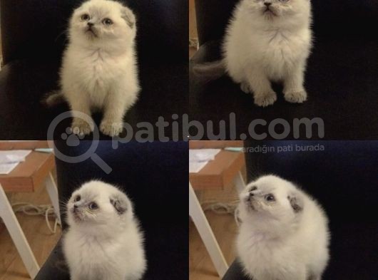 Bluepoint Scottish Fold Ve Gri British Shorthair görsel